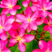 アジサイ・ダンスパーティ,お花,植物,小さな庭の画像