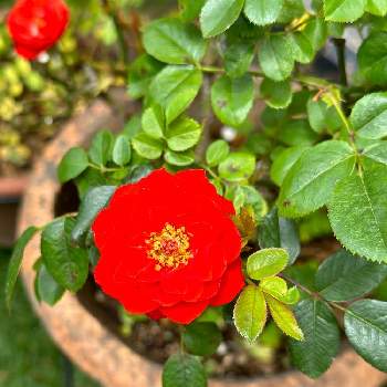 木立性,屋外,薔薇の種類,赤い花,植木鉢の画像
