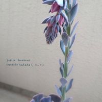 花芽,セダム属,多肉植物,エケベリア属　ベレン,癒しの画像