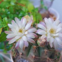 多肉植物,観葉植物,多肉大好き,多肉植物の花,多肉植物のある暮らしの画像