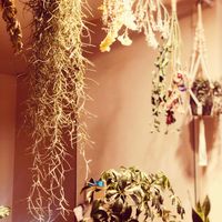 ドライフラワー,キッチンカウンター,T.ウスネオイデス,キッチンの画像
