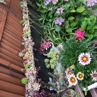 庭の花,多肉好き,リメ缶・リメ鉢,雨樋プランター,多肉寄せ植えの画像
