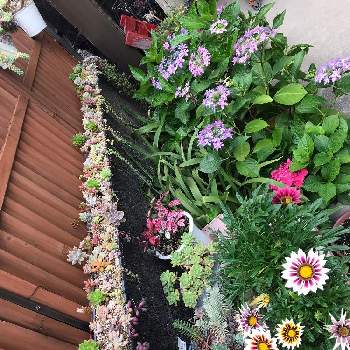 庭の花,多肉好き,リメ缶・リメ鉢,雨樋プランター,多肉寄せ植えの画像