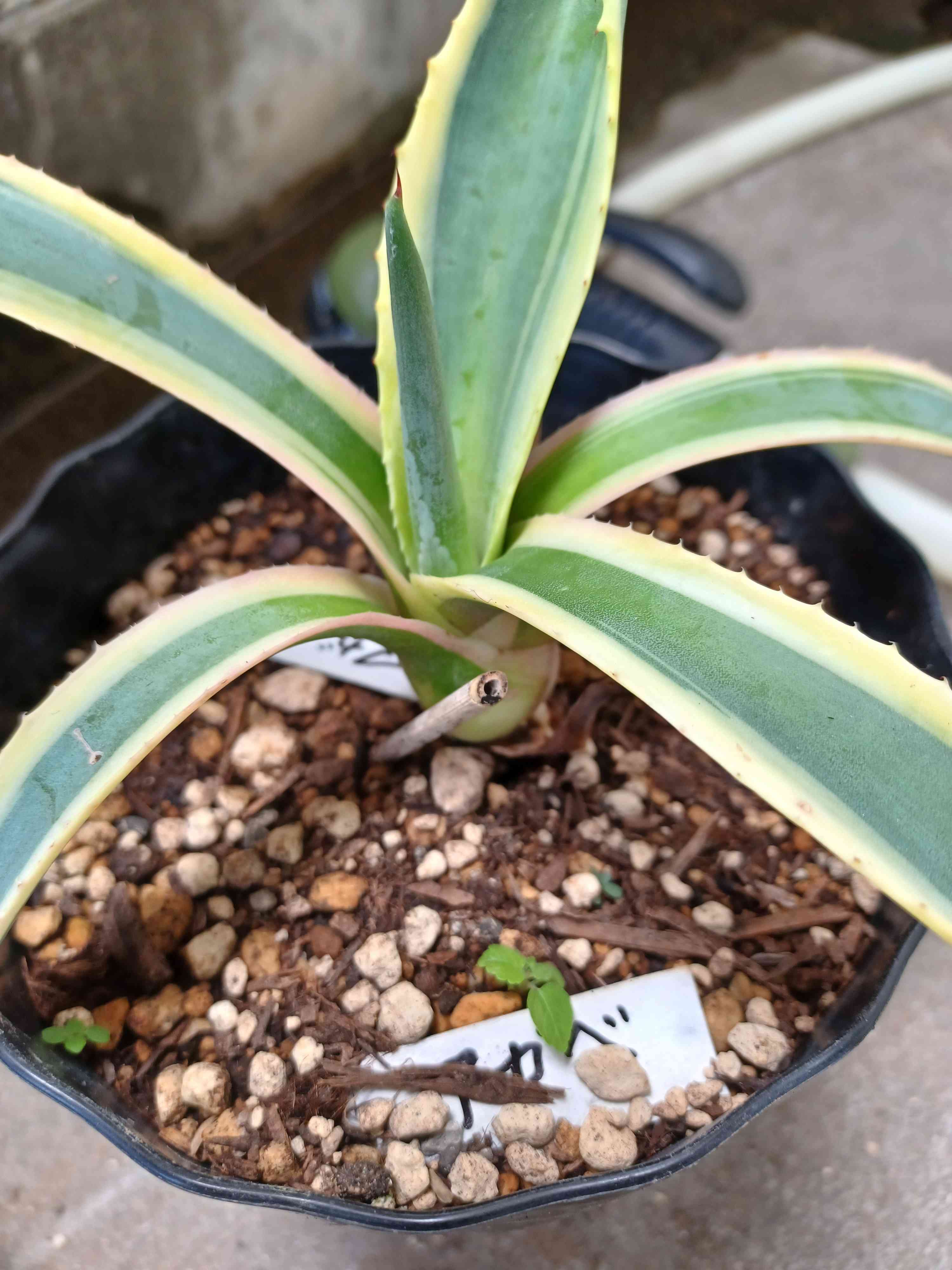 アガベ リュウゼツラン成長記録｜🍀GreenSnap（グリーンスナップ）