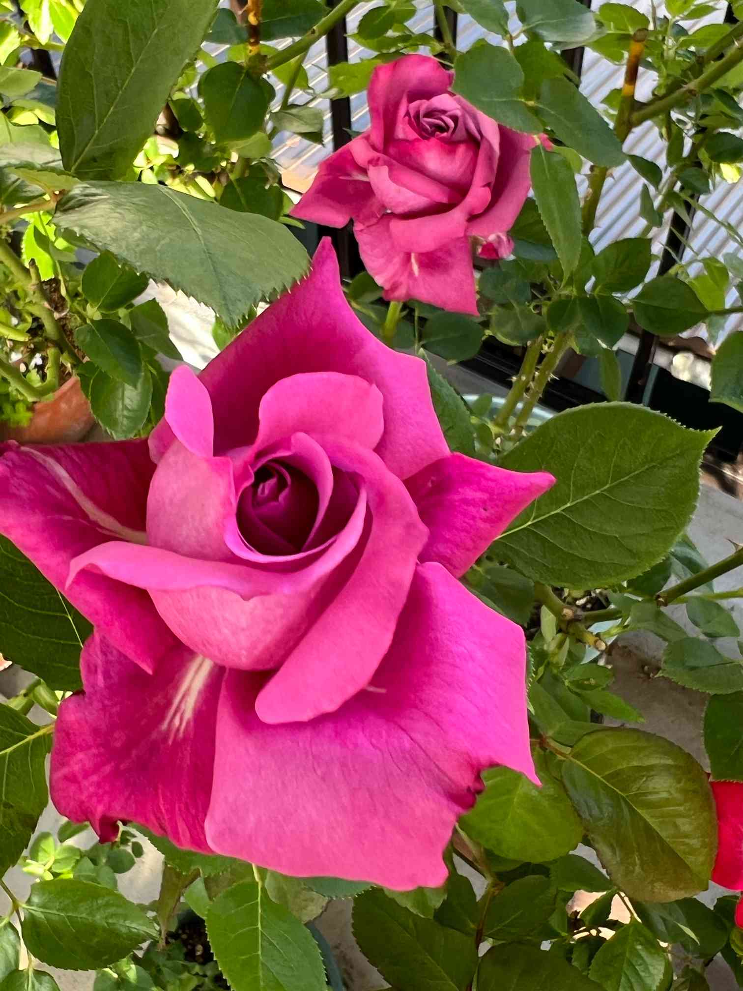 バラ接ぎ木苗 マリーローズ 切り花廃番品種 23年春シーズン