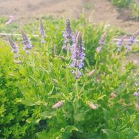 サルビア ネモローサ,花壇,はなのある暮らし,花いろいろ,花のある暮らしの画像