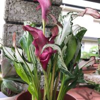 カラー,フローズン・クイーン,観葉植物,玄関の画像