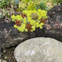 多肉植物,多肉植物　地植え,多肉植物地植え花壇,多肉植物寄せ植えの画像
