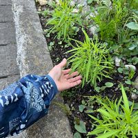 コキア,メネデール,敷きつめ堆肥,タネから育てた♡,玄関の画像