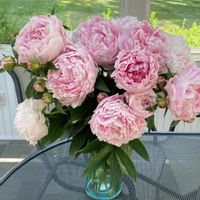 芍薬,ニューヨーク,芍薬♡,晴天☀️,ホームの画像