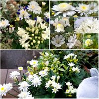 ペンタス八重,最愛の友へ届け,寄せ植え,咲き始めのお花たち,100均LED拡大鏡(拡大率4倍使用)の画像