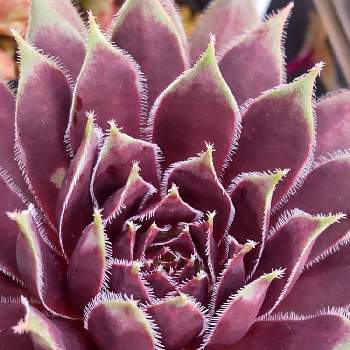 多肉屋敷,多肉植物,観葉植物,sempervivum, センペルビウムの画像