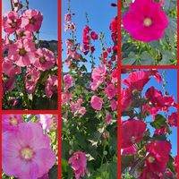タチアオイ,梅雨葵,赤色,タチアオイの花,ピンクの画像