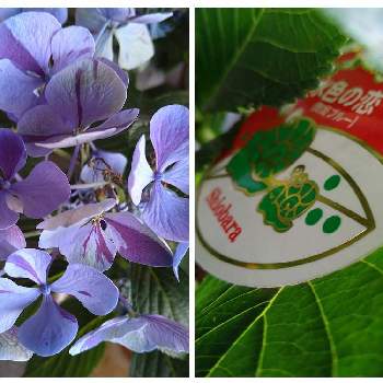 8月10日は苔の日,みんなのコケ図鑑,ゆるっと苔愛好会,苔苔探検隊,苔むしたの画像