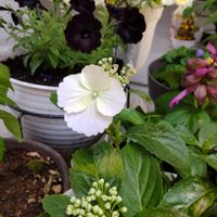 サルビア,ラグランジア ブライダルシャワー,ペチュニア黒,紫陽花大好き,白い花の画像