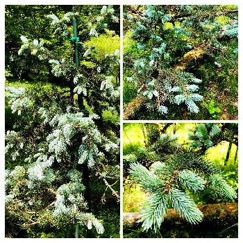 多肉中毒,多肉植物,みどりのある暮らし,耐寒性宿根草,ディッキアの画像