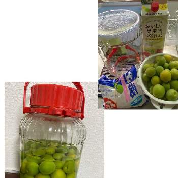 ウメ,自家製梅酒,熊本,熊本から,主人作の画像