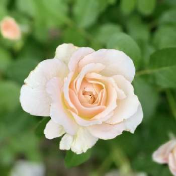 バラ,バラ シュシュ,ばら バラ 薔薇,おうち園芸,お花に癒されての画像