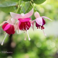 フクシア,可愛い,お庭,美しい,ピンクのお花の画像