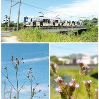 アレチハナガサ,お出かけ先の画像