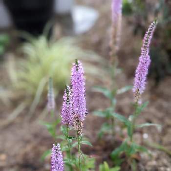 ベロニカ☆,福島県,お花のある暮らし,いやし♡,ガーデニング初心者の画像