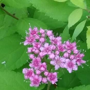 シモツケ ,シモツケ❤,お花のある暮らし,GSに感謝。,ガーデニング初心者の画像