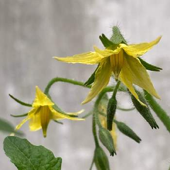 中玉トマト　フルティカ,野菜の花,黄色い花,おうち園芸,プランター野菜の画像