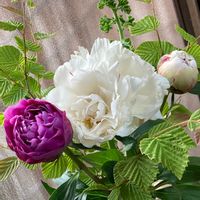 姫水木,芍薬の蕾,シャクヤク,レモンゼラニウム,芍薬の画像