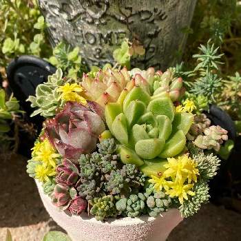 多肉植物 寄せ植え,セダム属,多肉植物,紅葉する多肉,多肉植物WSの画像