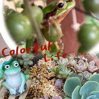 七福神,多肉植物,カエル仲間,植物のある暮らし,いつもありがとう♡の画像