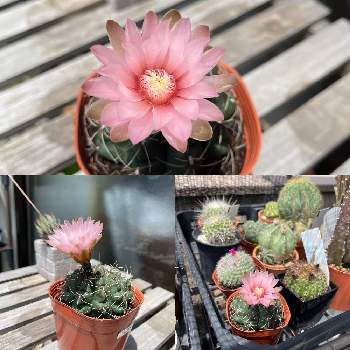 ギムノカリキウム,ギムノカリキウム ・海王丸,サボテンの記録,サボテンの成長,サボテン科の画像
