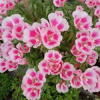挿し芽,種まき,なんで？,猫が好き❤,切り戻しの画像
