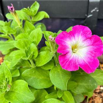 ペチュニア,植物のある暮らし,グリーンのある暮らし,ピンクの花,初心者の画像