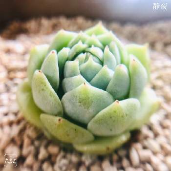 静夜,多肉植物,多肉大好き,多肉植物のある暮らし,成長記録の画像