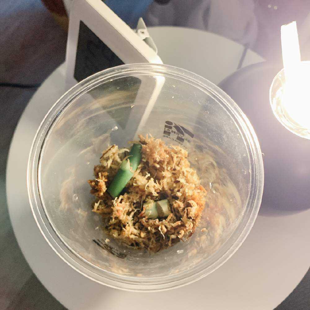 モンステラ茎伏せチャレンジ｜🍀GreenSnap（グリーンスナップ）