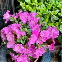 サツキ,ヤブコウジ(十両),山形,おもてなし花,どこでも植物の画像
