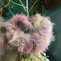 スモークツリー♪,ドライフラワー,インテリアの画像