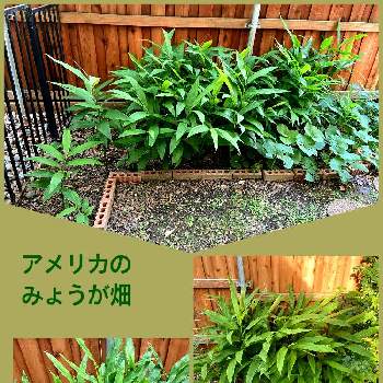 ミョウガ,みょうが,アメリカ テキサス,家庭菜園,おうちde菜園の画像
