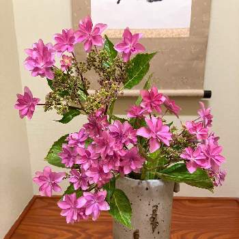 畑の花達,和室の画像
