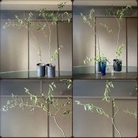 雲竜柳(ドラゴン柳),わち山野草の森,剪定,アートな植物,トップジンMペーストの画像