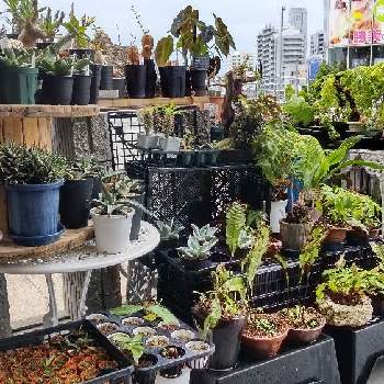 着生植物,リュウビンタイ科,パキポディウム属,珍奇植物専門店,塊根の画像