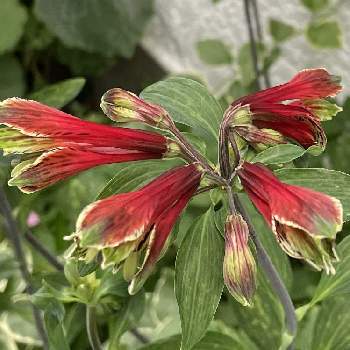 2019同期,プランター,茶花　山野草　小花好き,花木,おうち園芸の画像