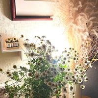 ドライフラワー,小花会,癒し,花のある暮らし,マトリカリア♡の画像