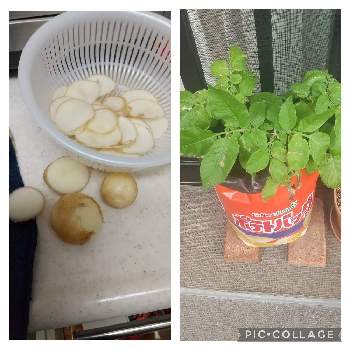 ぽろしり（じゃがいも）,プランター野菜,実生,初めて,横浜の画像