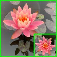 温帯睡蓮 コロラド,温帯スイレン,花芽,開花,初挑戦の画像