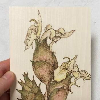ミョウガの花,ミョウガ,植物は癒し,自然大好き,大好きの画像