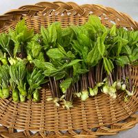 コシアブラ,山菜,美味しい部,北海道,キッチンの画像