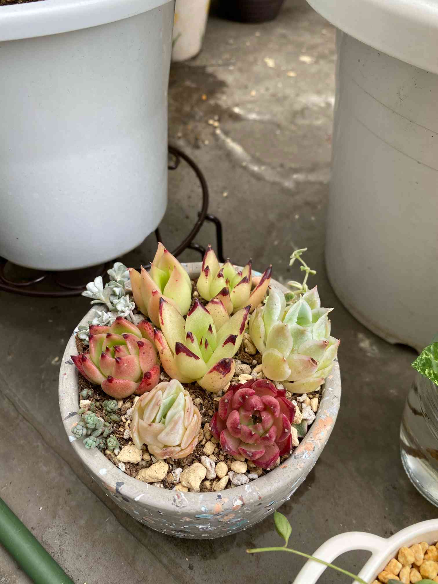 多肉植物 カット苗 モリモリ2 お纏め品