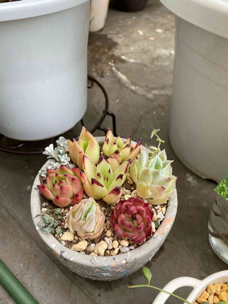 多肉植物 カット苗 モリモリ 6 踏む