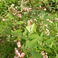 ブルーベリー,観葉植物,低木果樹,スノキ属,庭のブルーベリーの画像